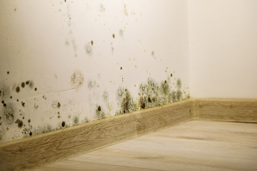 Fungus, Mold, Mildew